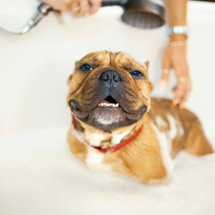 A French Bulldog having a bath