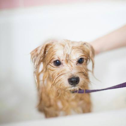 A wet terrier in the bath having a gentle shampoo