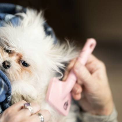 A fluffy dog being brushed on a blanket