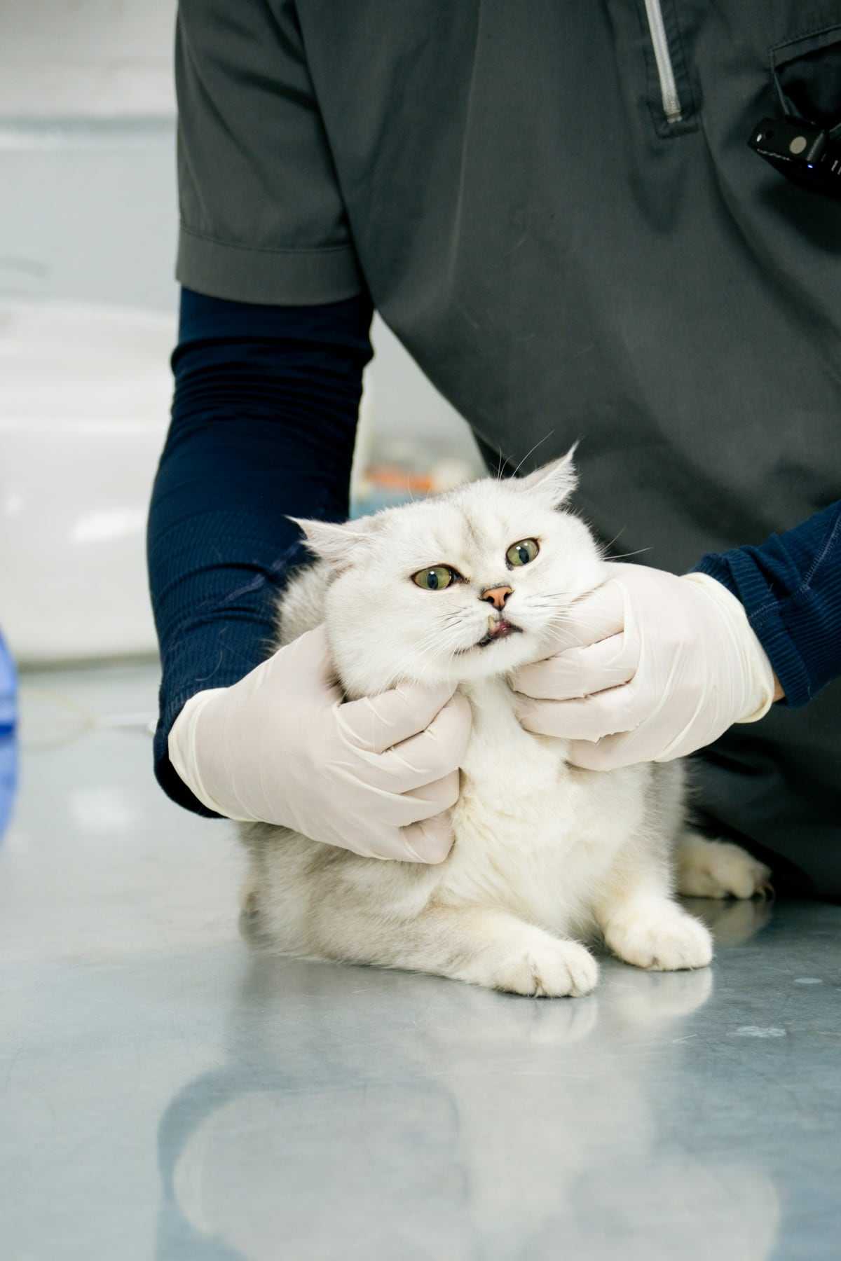 Snowy, in for a senior health check
