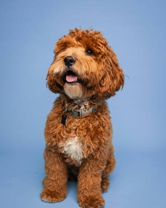 Biscuit the Cockapoo, teddy face and short body