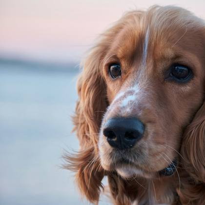 A Cocker Spaniel with long silky ears