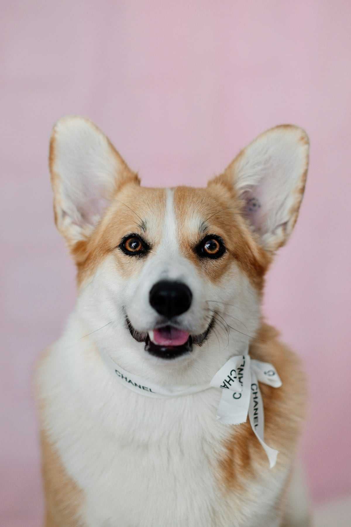 Nugget, in for a puppy course