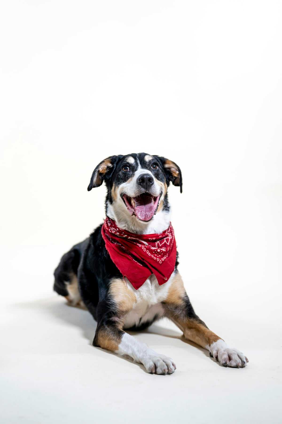 Bandit, in for a annual booster
