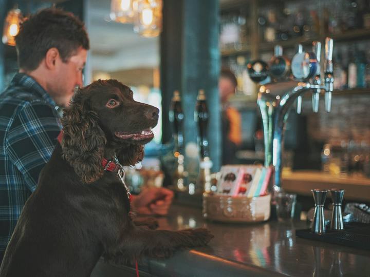 A spaniel sitting up at the bar next to its owner