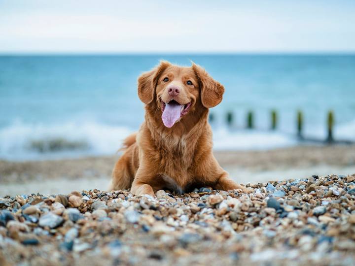 A happy retriever lying on a pebble beach by the sea