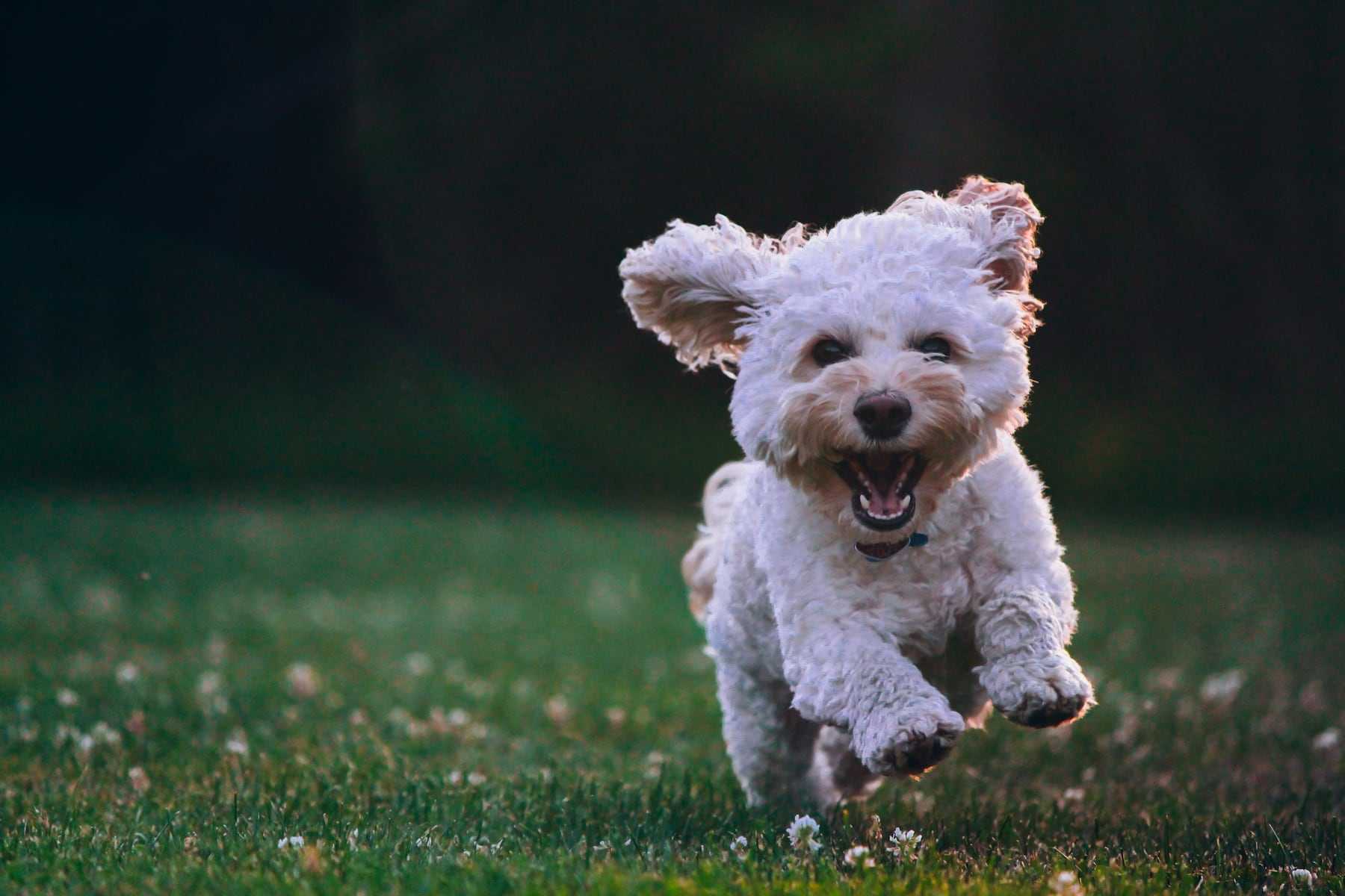 Fluff, in for a back to full speed