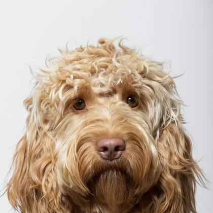 A curly coated doodle looking at the camera