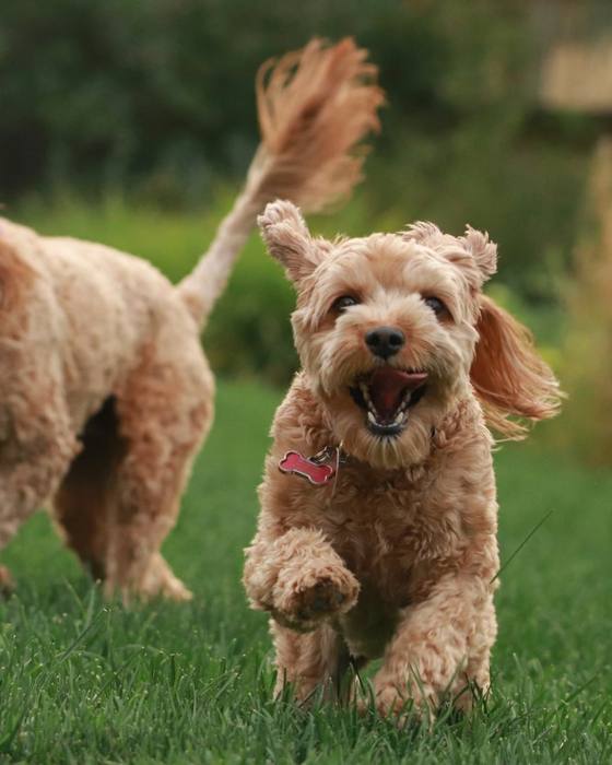 Two curly coated doodles running across a green field