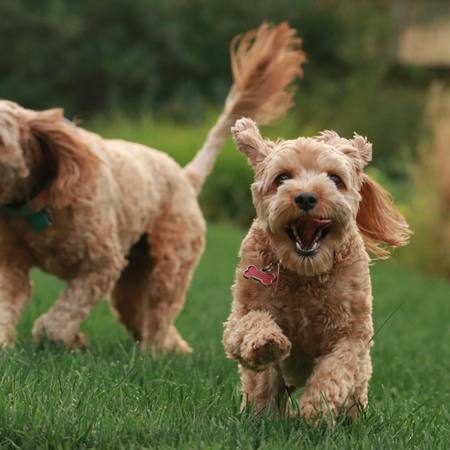 Coco and Pip at the club