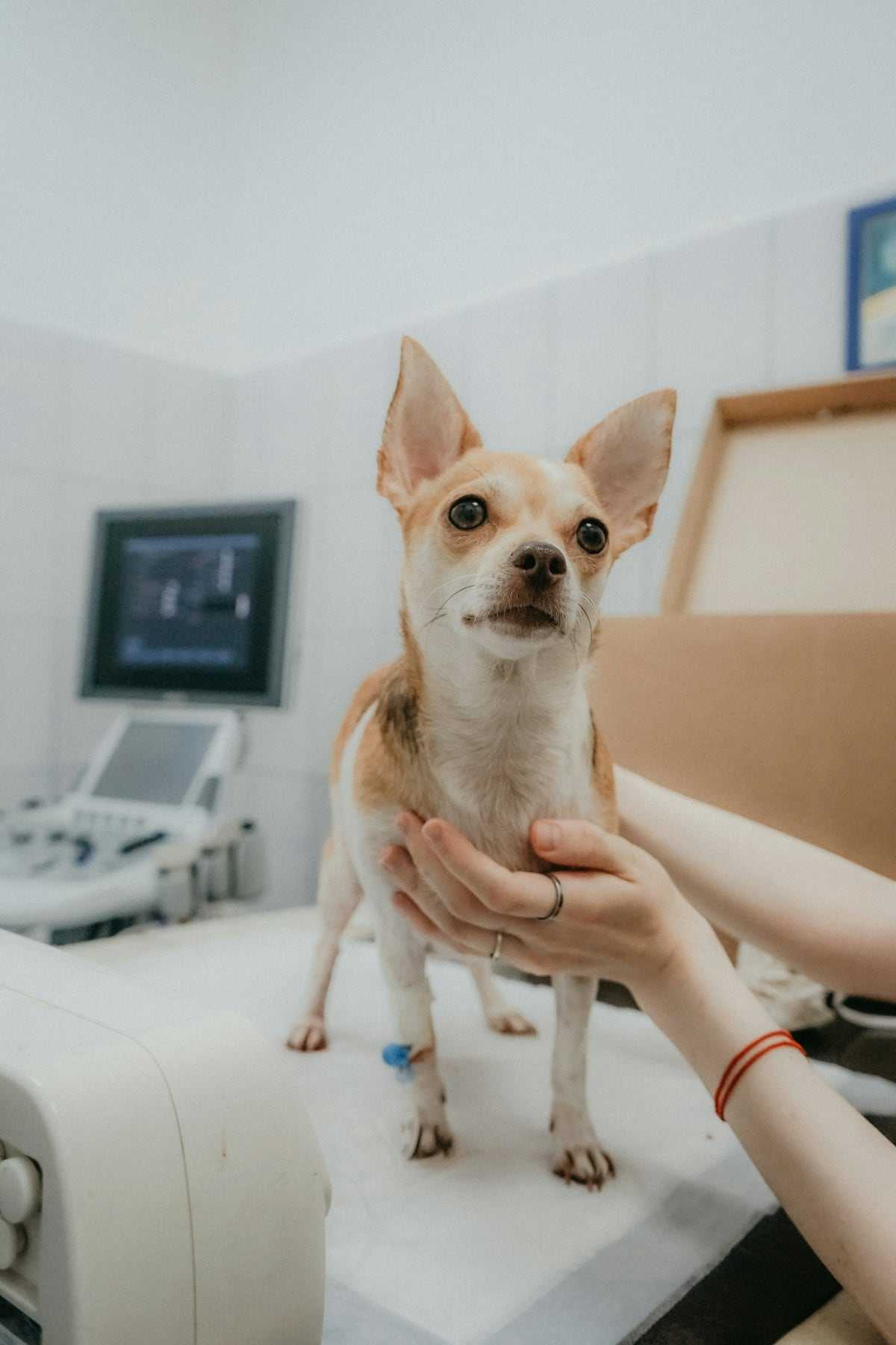 Pepper, in for a dental check