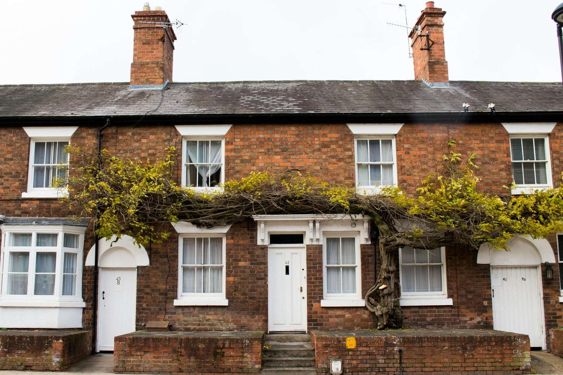 A red brick terraced house with ivy growing across the front