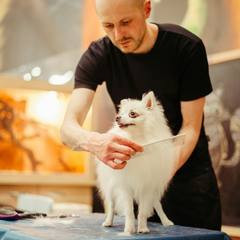 Mel grooming a dog