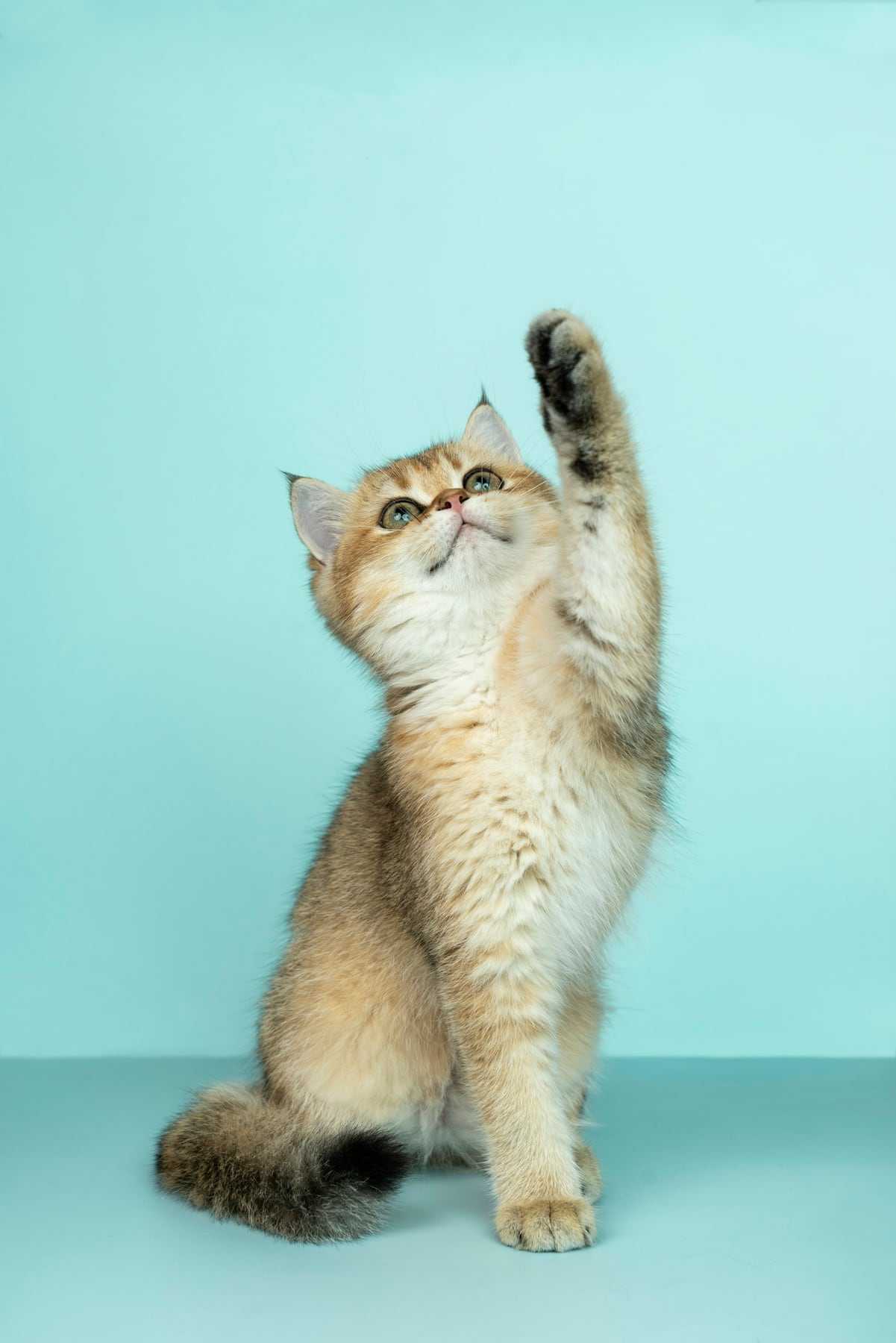 A tabby kitten reaching up a mint green wall