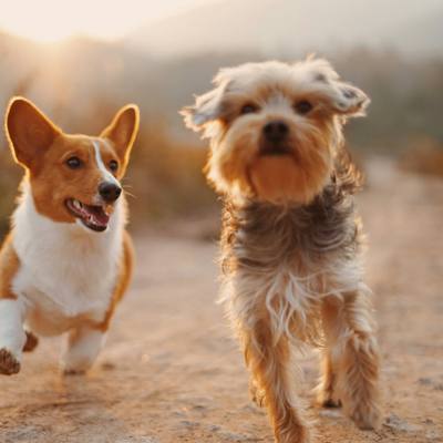 Biscuit and Ted at the club