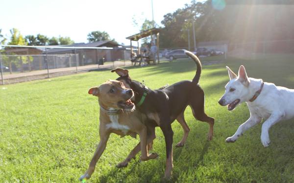 Three dogs playing together in a sunny fenced field