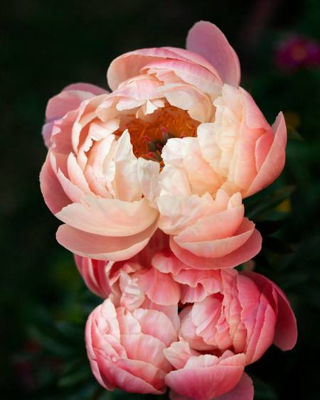 Coral and blush peonies