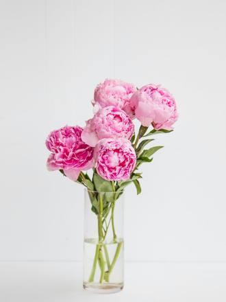 Pink peonies in a glass vase