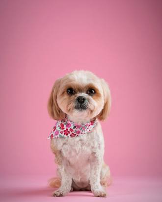 Lola the Shih Tzu, puppy cut with a pink bandana