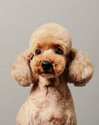 Teddy the Toy Poodle, round head and ears