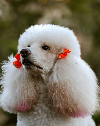 Pearl the Standard Poodle, show topknot