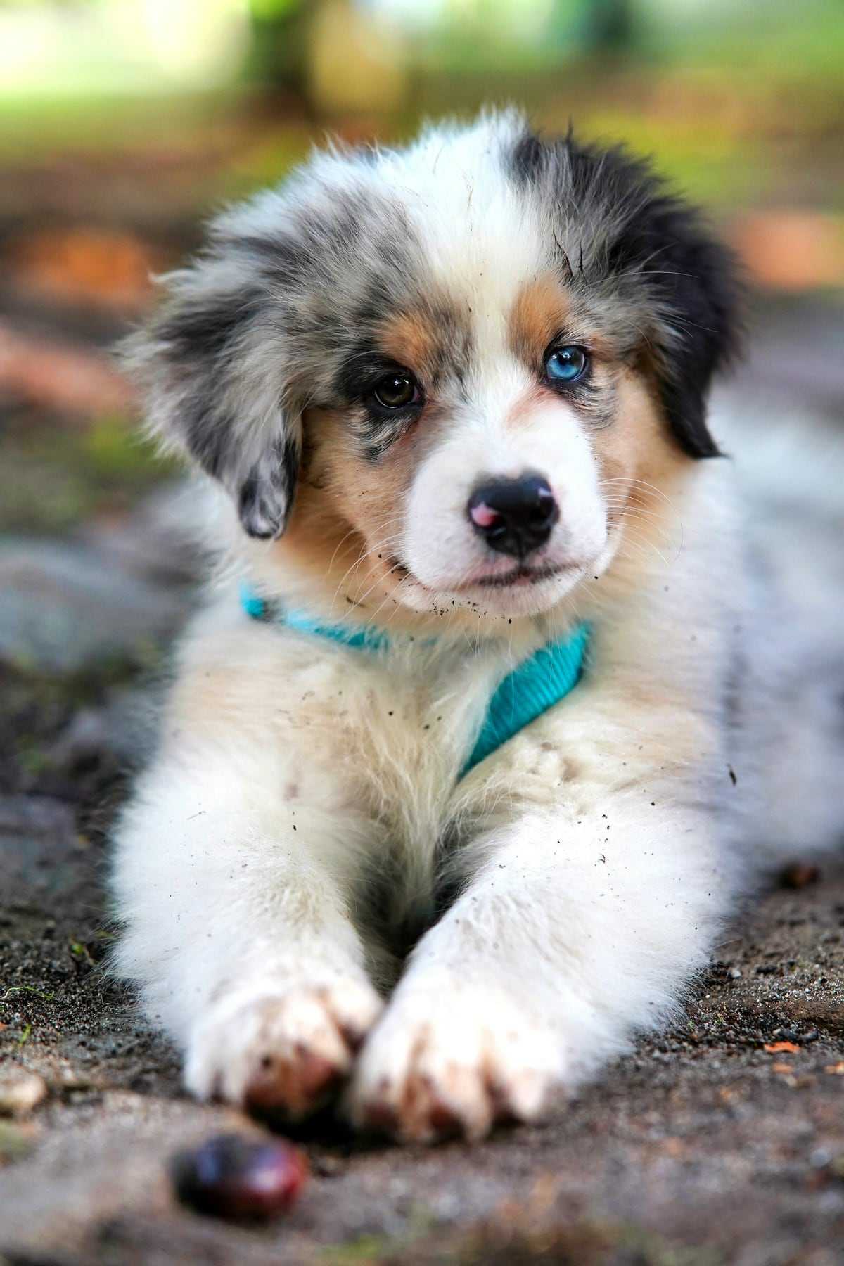 A fluffy Australian shepherd puppy with one blue eye