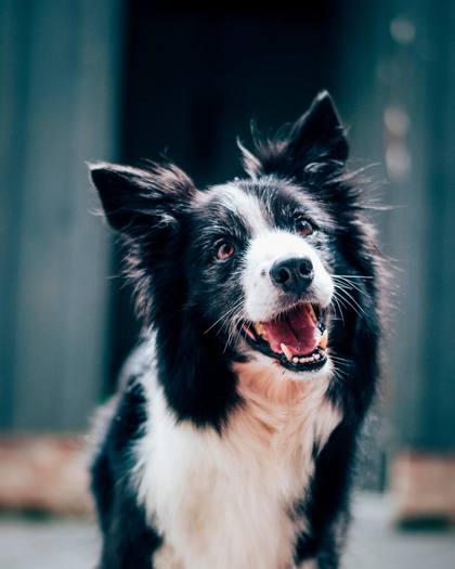 A happy black and white collie puppy