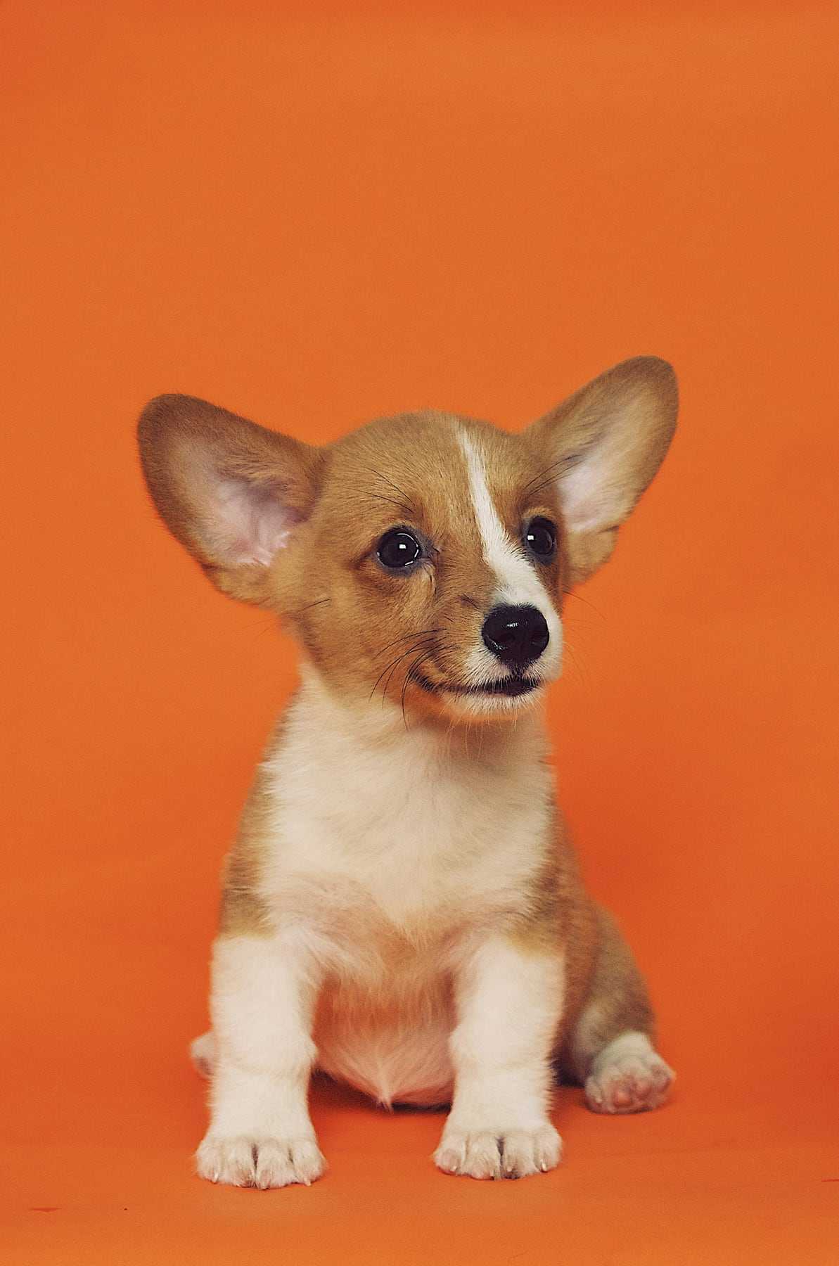 Biscuit, in for a first visit