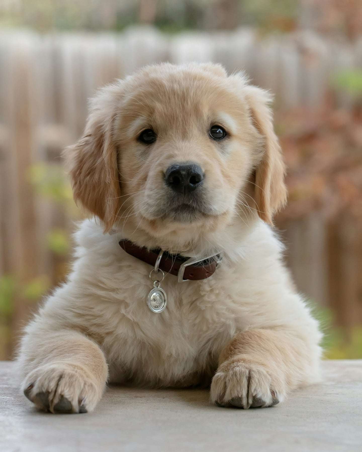 A golden retriever puppy lying down and looking up