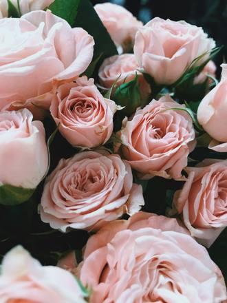 Pale pink roses