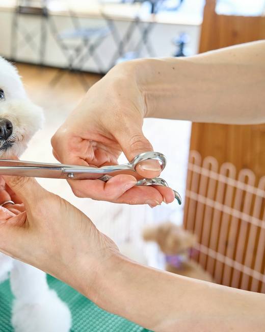 A groomer scissoring the face of a fluffy white dog