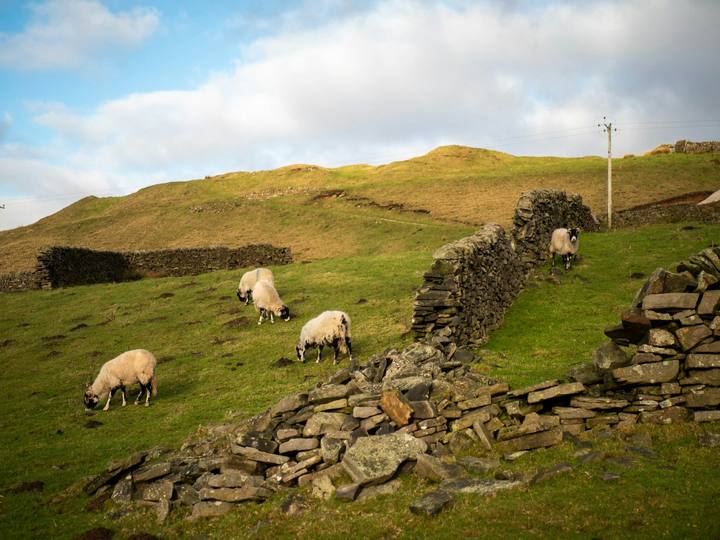 Sheep grazing beside a drystone wall on a hillside