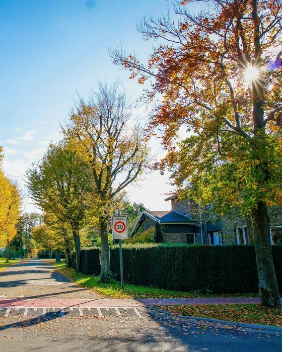 A tree lined residential street in autumn sunshine