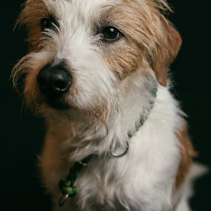 A wire haired terrier