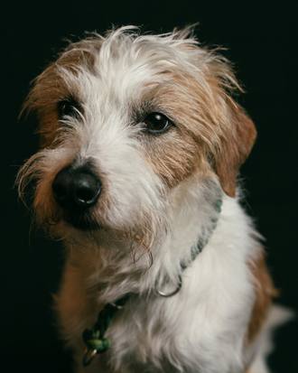 Alfie the Jack Russell, hand stripped