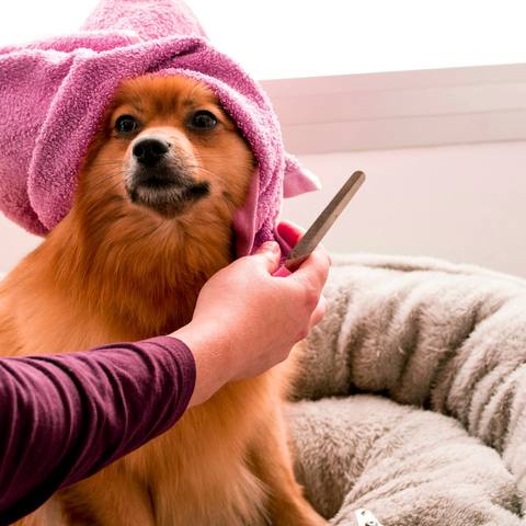 A fluffy Pomeranian in a pink towel turban having its fur brushed