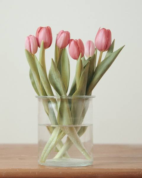 Pink tulips in a glass jar on a wooden table