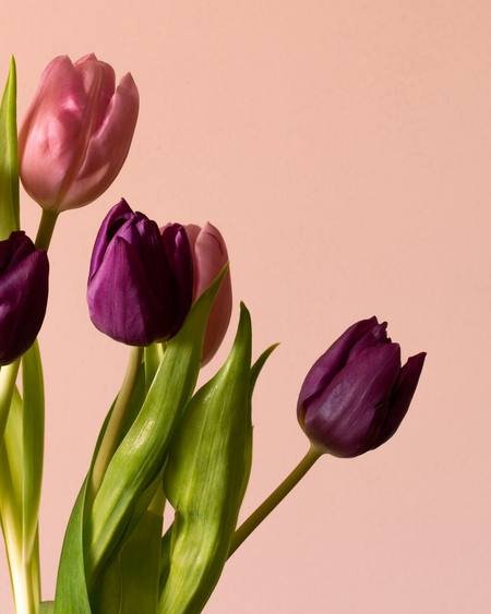 Pink and plum tulips