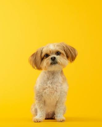 Mabel the Shih Tzu, short teddy cut